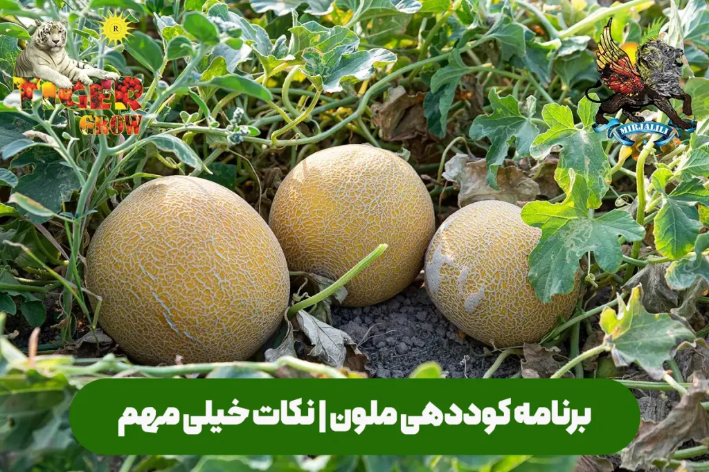 برنامه کوددهی ملون ویژه گلخانه و مزارع فضای باز