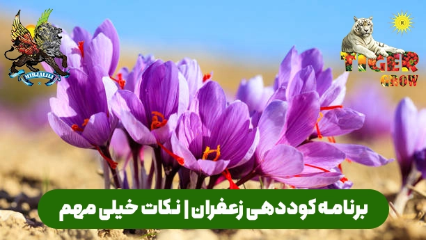 بهترین کود برای زعفران را بشناسید. ترکیبات تخصصی و زمان‌بندی دقیق کوددهی برای افزایش عیار رنگ و محصول بیشتر در هر هکتار.