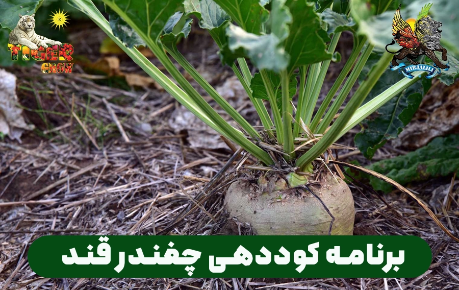 برنامه جامع کوددهی چغندرقند را برای بازدهی حداکثری دانلود کنید. راهکارهای تخصصی برای تامین ریزمغذی‌ها و کودهای اصلی جهت رشد بهینه ریشه و افزایش قند
