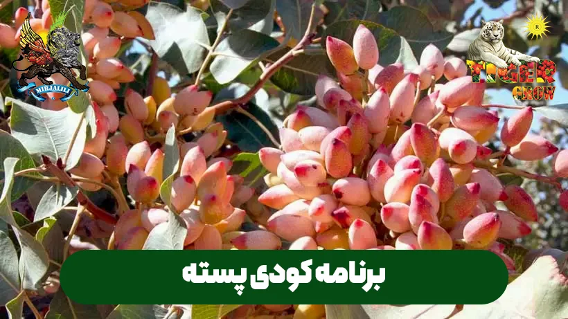 افزایش عملکرد باغ پسته با برنامه کودی اختصاصی. با اجرای این برنامه تغذیه‌ای اصولی، مقاومت درختان را در برابر تنش‌ها افزایش دهید و برداشت خود را تضمین کنید.
