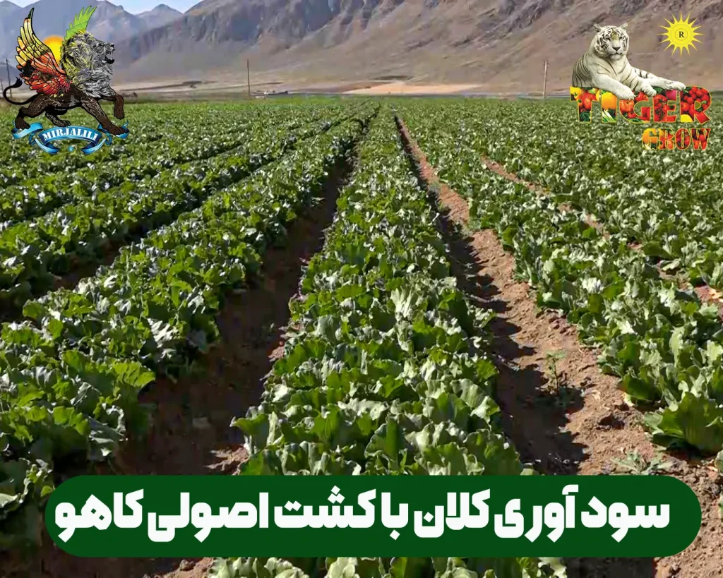 راهنمای جامع و عملی آموزش کشت کاهو: از آماده‌سازی زمین تا برداشت سودآور