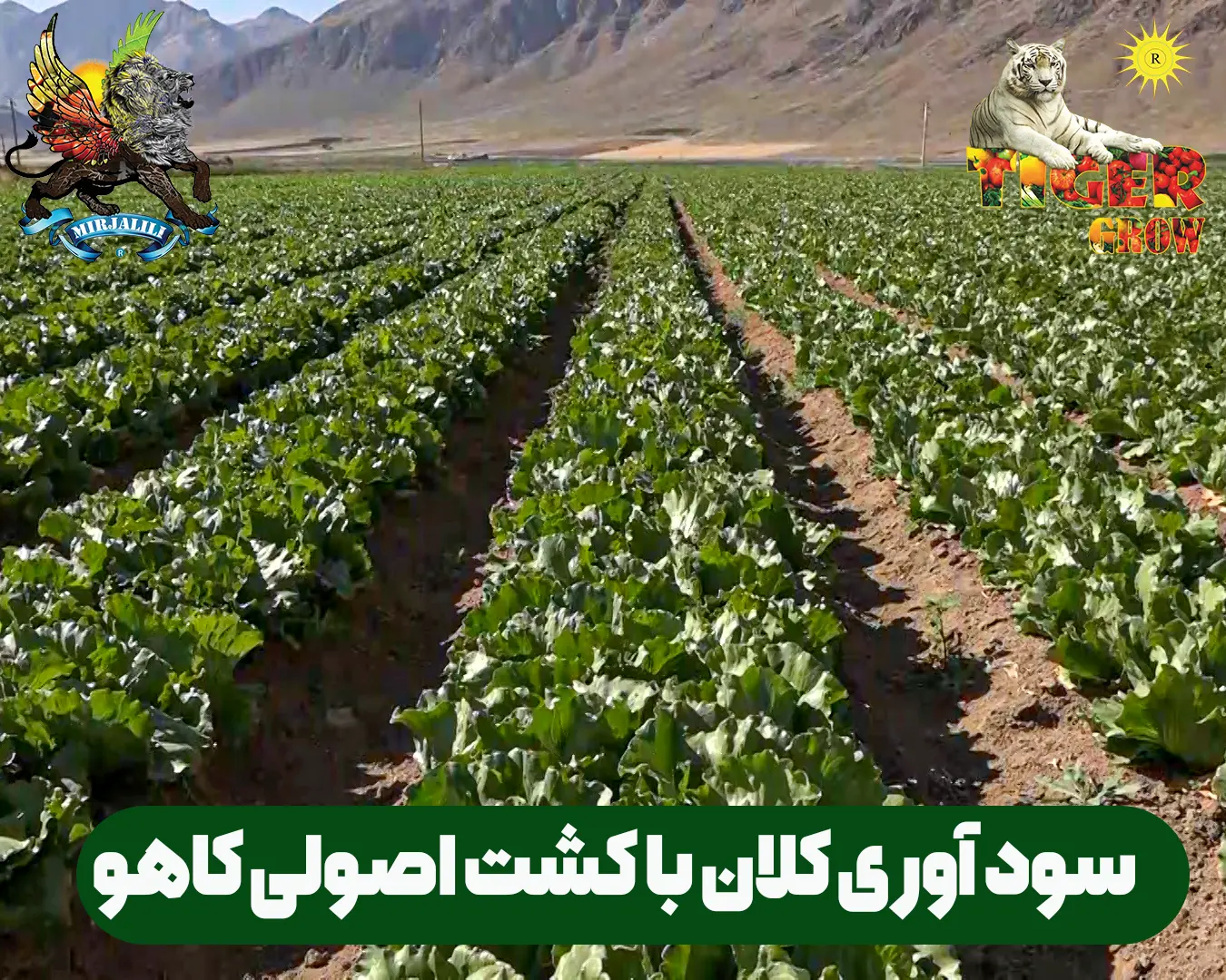راهنمای جامع و عملی آموزش کشت کاهو: از آماده‌سازی زمین تا برداشت سودآور