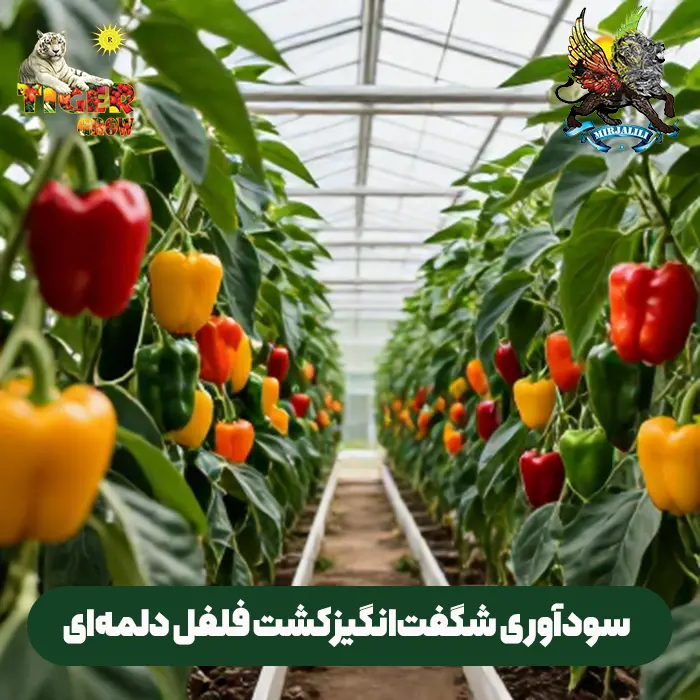کشت فلفل دلمه ای و حاشیه سود و روش های افزایش سودآوری و کاهش ضرر آن
