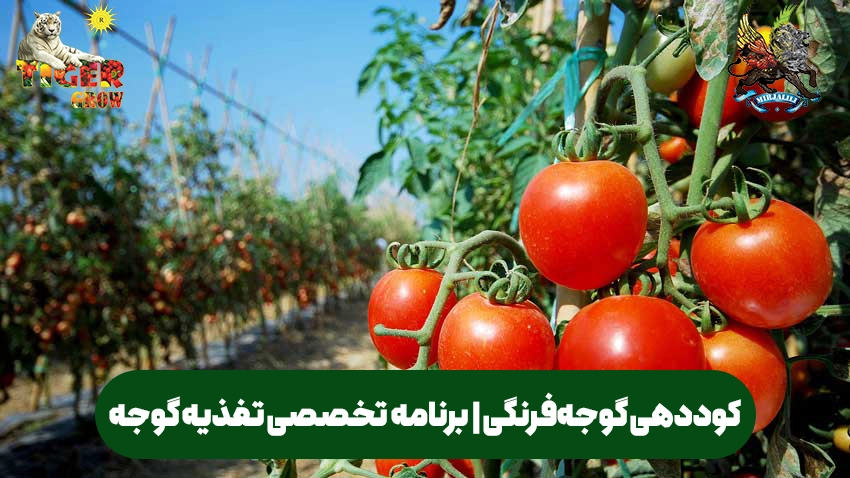آیا گوجه‌ فرنگی‌ های شما رشد مناسبی ندارند؟ راهنمای کامل انتخاب و استفاده از کود گوجه‌فرنگی برای تقویت ریشه، افزایش گل‌دهی و جلوگیری از آفات را در اینجا بخوانید. با رعایت این نکات، باغچه پرباری داشته باشید