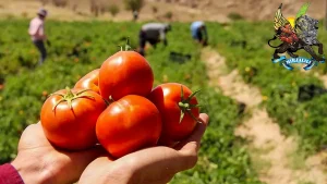 تقویت‌کننده فوق‌العاده برای گوجه‌فرنگی! با استفاده از کودهای مخصوص گوجه‌فرنگی، عملکرد بوته‌های خود را چند برابر کنید.