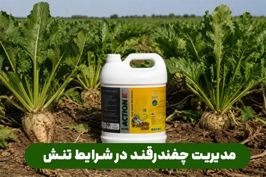چگونه در اوج گرمای تابستان تناژ چغندرقند را حفظ کنیم؟ راهنمای جامع مدیریت تنش و معرفی محصولات تخصصی برای رسیدن به برداشت حداکثری در این مقاله مطالعه کنید.