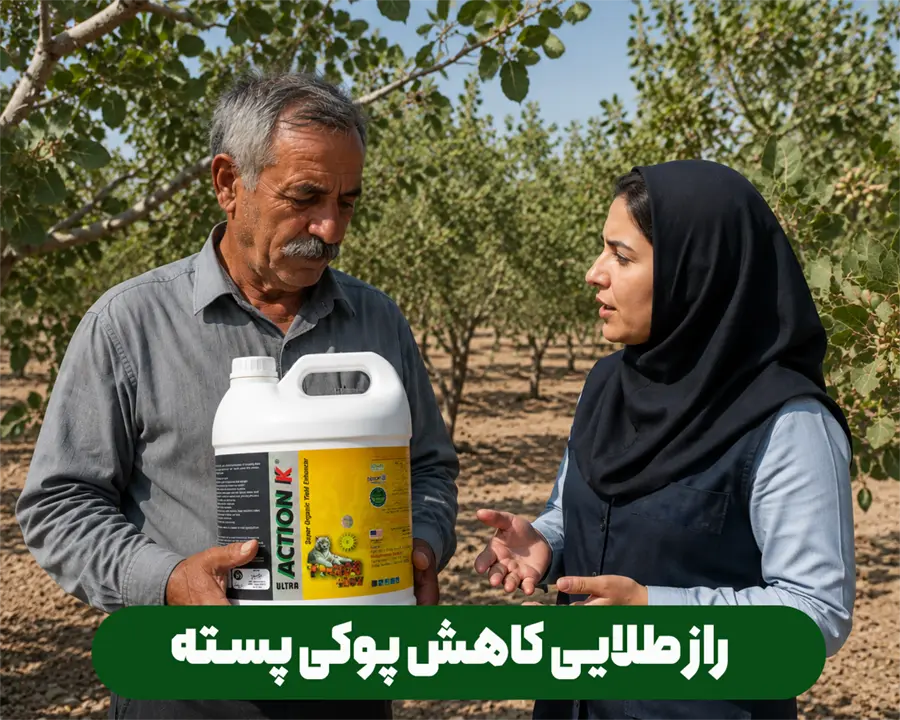 گفتگو با کشاورز پسته کار در مورد پوکی سته و روش های برطرف کردن آن