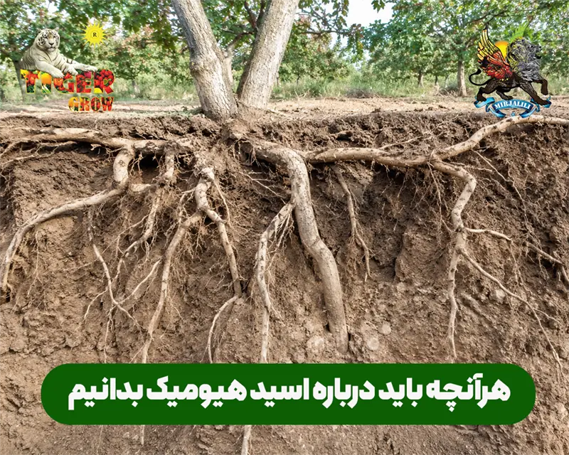 اسید هیومیک و هرآنچه باید درباره آن بدانیم برای افزایش ریشه زایی و افزایش اصلاح ساختار خاک