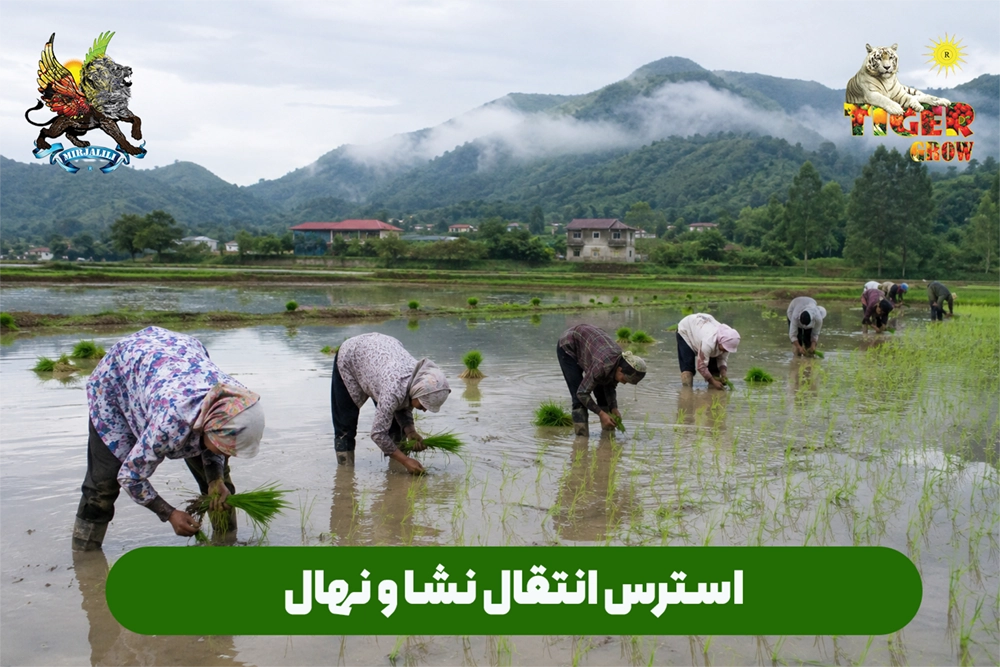 نکات مهم و اساسی در انتقال و جابجایی نشا برای رشد و ریشه زایی حداکثری