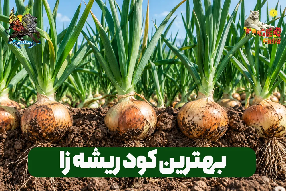 با استفاده از بهترین کود ریشه‌زا، رشد ریشه‌های گیاه را متحول کنید! افزایش مقاومت به تنش و تقویت سیستم جذب مواد مغذی با کودهای ریشه‌زا تخصصی.