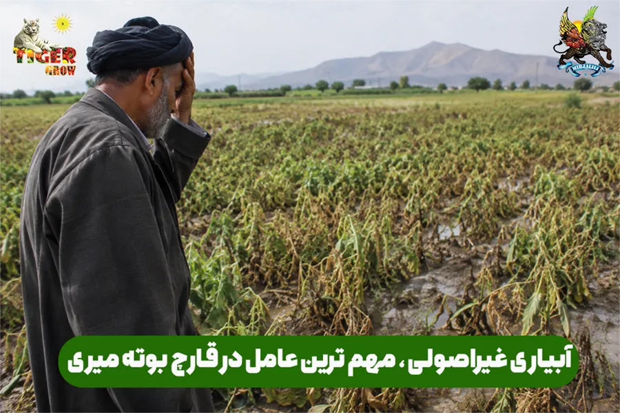آبیاری غیراصولی یکی از مهم ترین دلایل بوته میری و قارچ در گیاهان و درختان می باشد