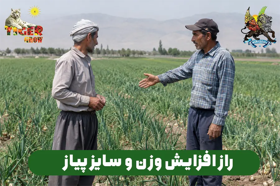 راز افزایش سایز ، وزن و تناژ پیاز از زبان پیازکاران