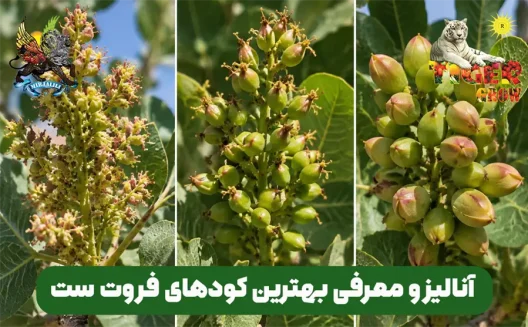 چرا شکوفه‌های باغ شما می‌ریزد؟ راهنمای انتخاب بهترین کود فروت ست برای تقویت درختان در فصل سرما و بهار. با راهکارهای تخصصی ما، برداشت امسال خود را بیمه کنید