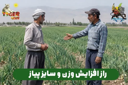 راز افزایش سایز ، وزن و تناژ پیاز از زبان پیازکاران