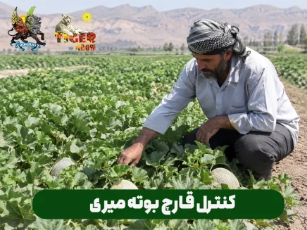 کنترل و پیشگیری و درمان قارچ بوته میری در مزارع مختلف کشاورزی