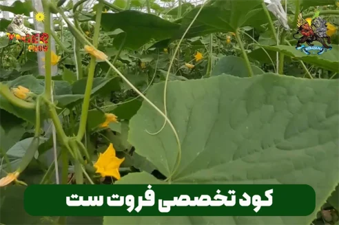 کود فروت ست