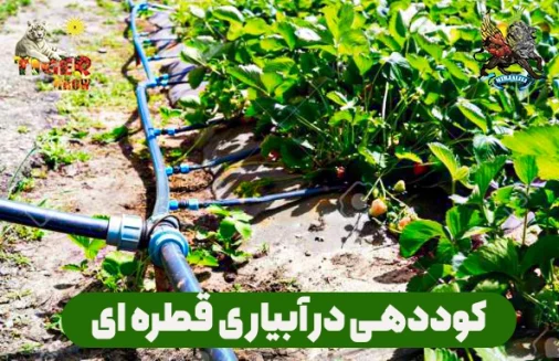 کوددهی در آبیاری قطره ای برای درختان و گیاهان